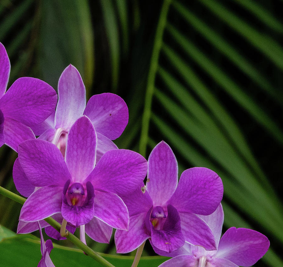 Purple Orchids Photograph by Doug Davidson