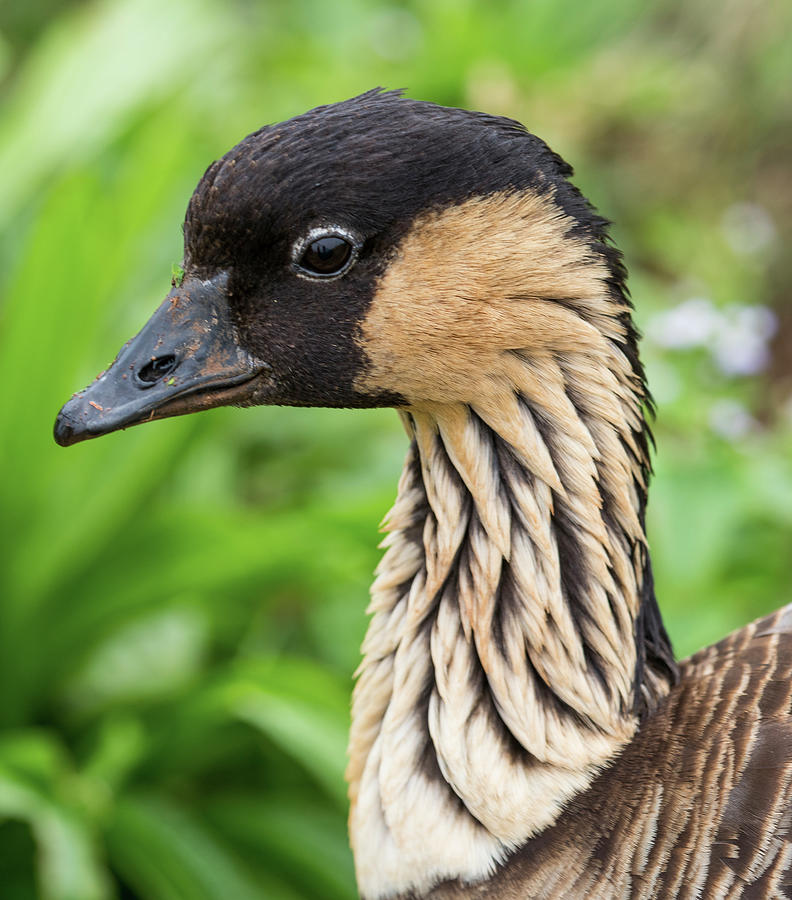 Kauai, Hawaii Nene Goose At Kilauea Photograph by Darrell Gulin