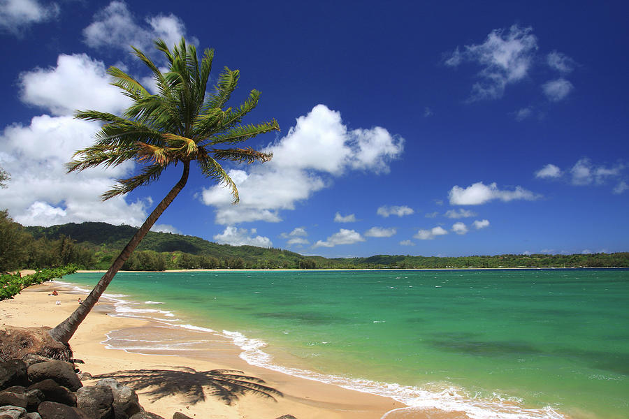 Hawaii Beach Palm Trees