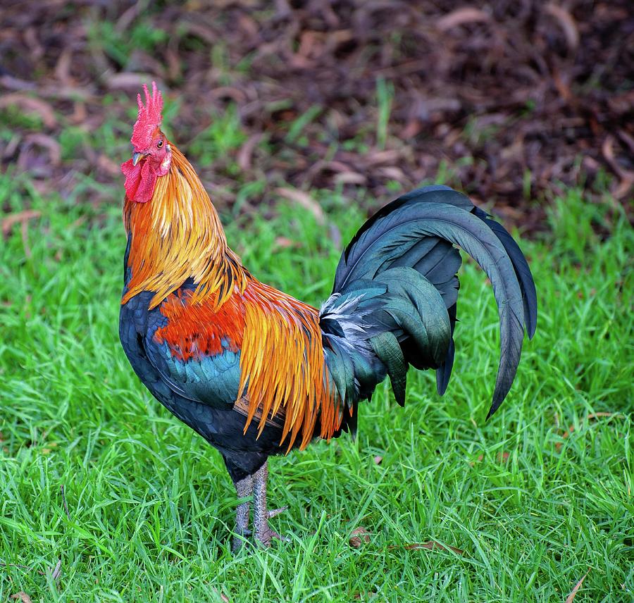 Kauai Rooster I I Photograph by Doug Davidson