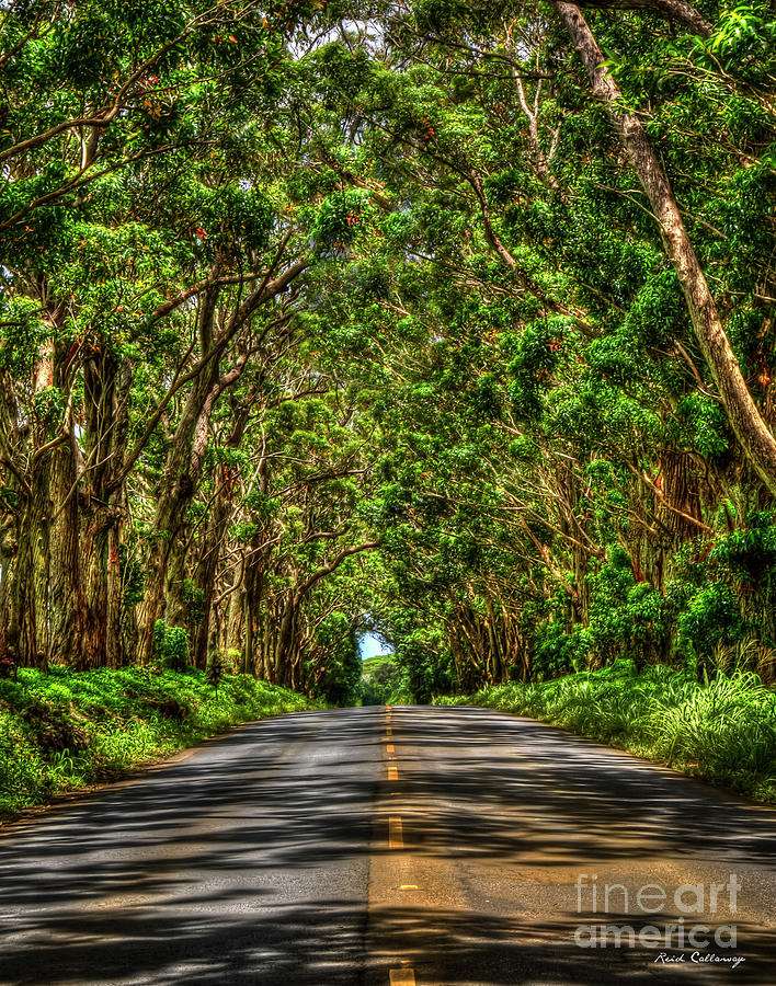 Kauai South Shore Tree Tunnel Eucalyptus Tree Landscape Art  Photograph by Reid Callaway