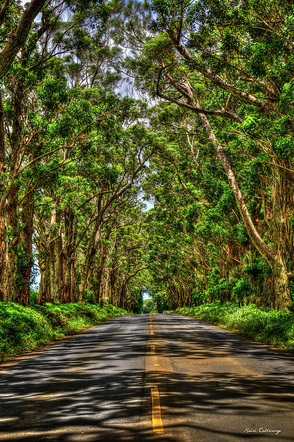 Kauai HI Eucalyptus Tree Tunnel Shadows South Shore Landscape Art Photograph by Reid Callaway