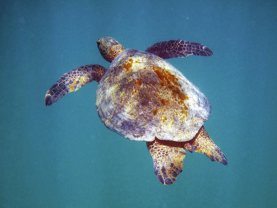 Kauai Turtle Youngster Photograph by Susan Burger - Fine Art America