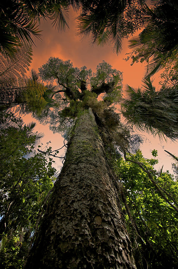 Sunset Photograph - Kauri Tree Sunset by Mark Meredith