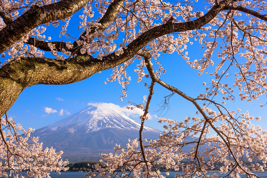 Kawaguchi Lake, Japan At Mt. Fuji Photograph by Sean Pavone - Pixels