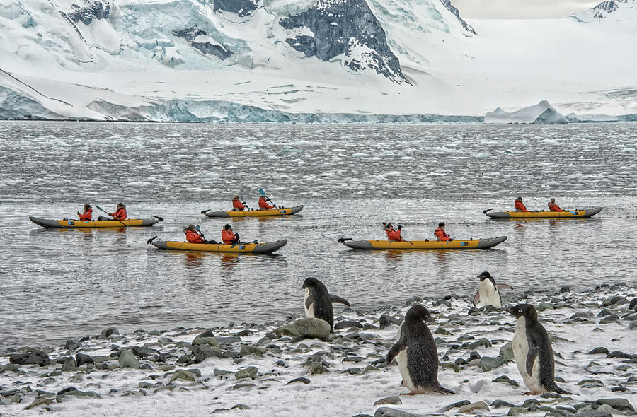 Kayaking in Antarctica Photograph by Andrew Wohl - Fine Art America