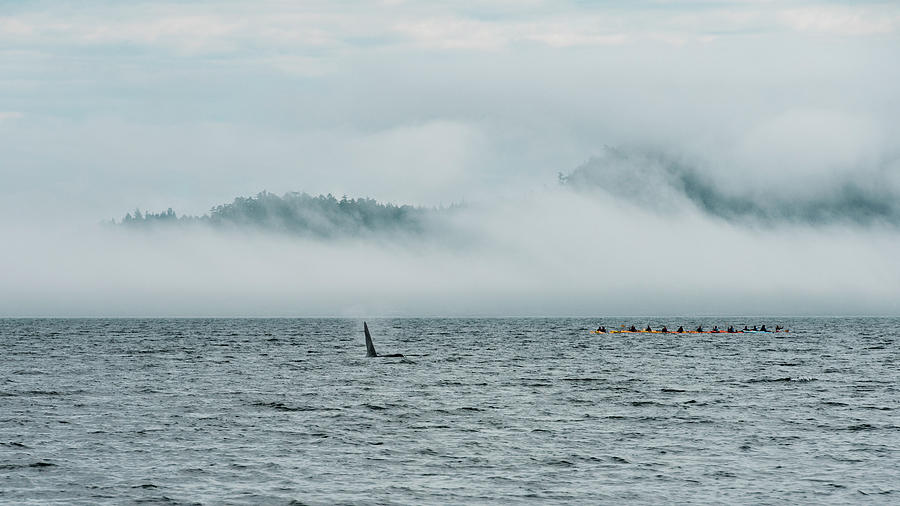 Kayaks and whale Photograph by Canadart -