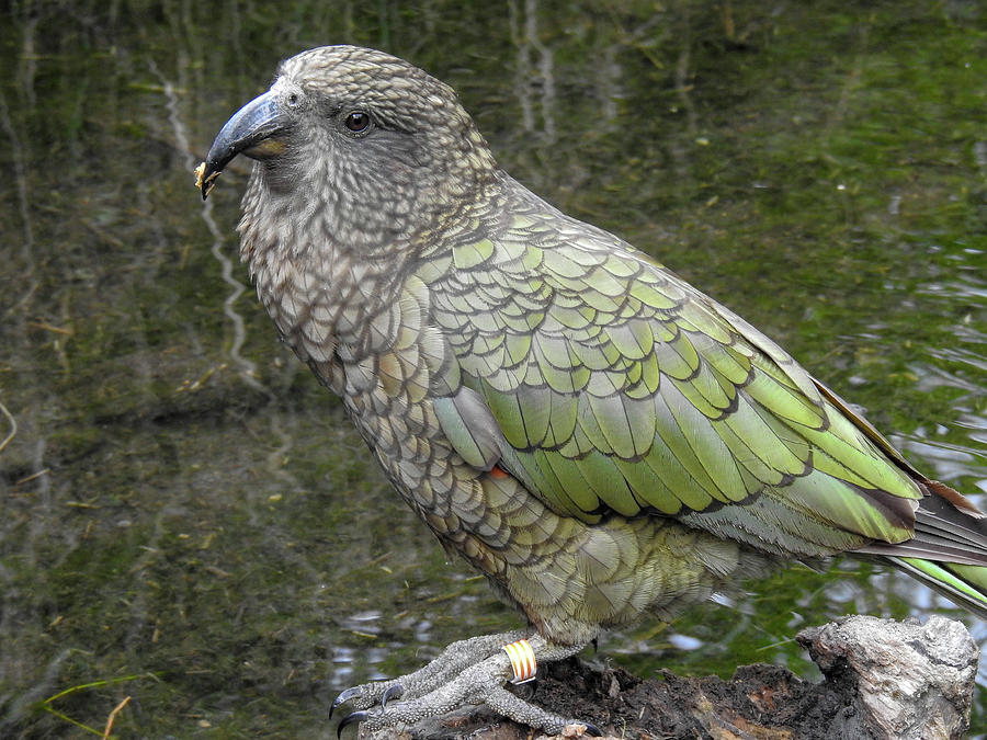 New Zealand Kea Photograph by Lisa Crawford - Fine Art America