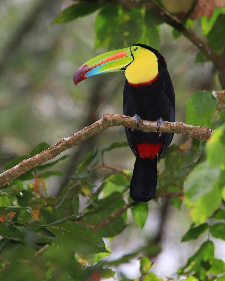 Keel-billed Toucan Costa Rica Photograph by Marlin and Laura Hum
