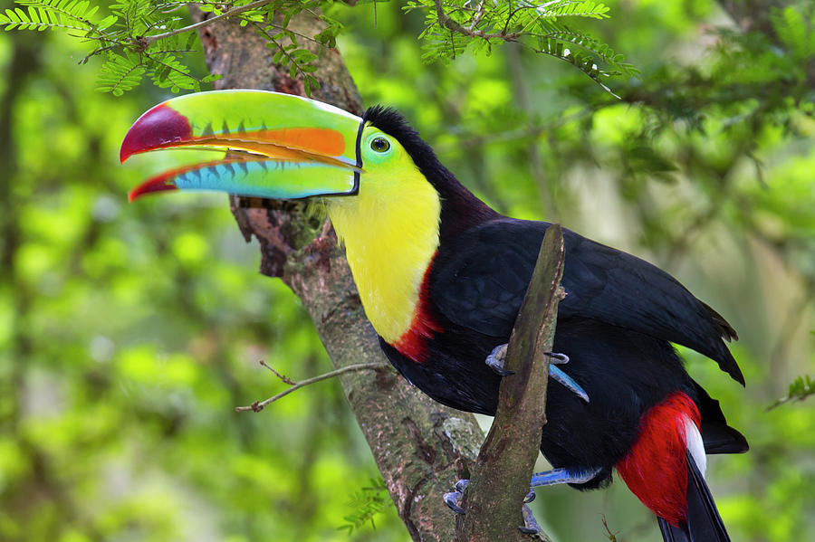 amazon rainforest toucan