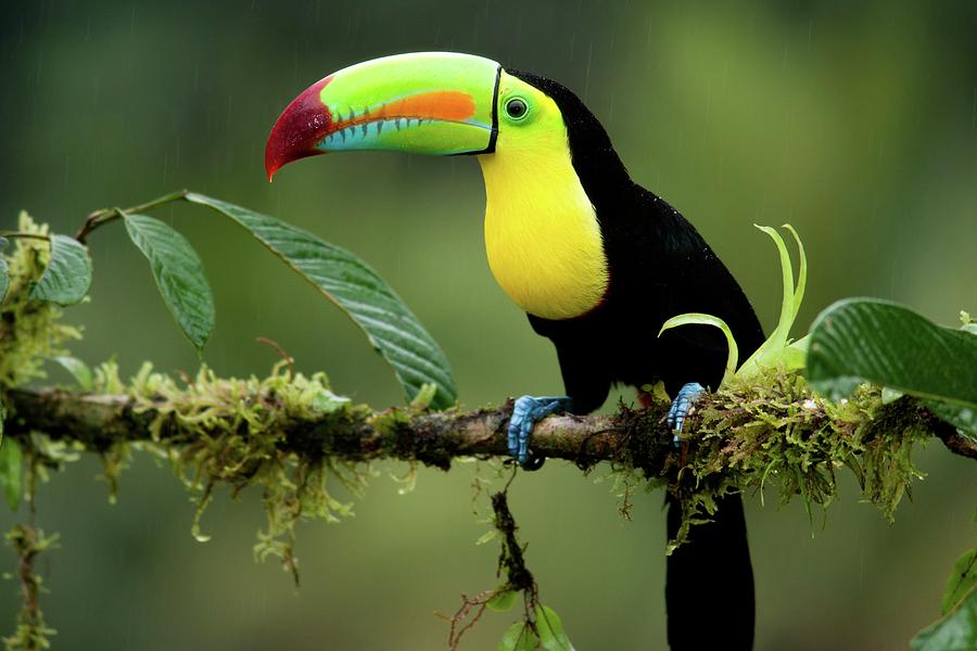 Keel-billed Toucan - La Laguna Del Photograph by Bill Gozansky - Fine ...