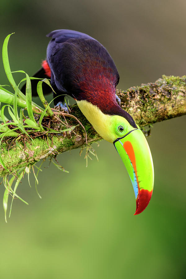 Keel-billed Toucan Looking Down, Boca Tapada, Costa Rica Photograph by ...