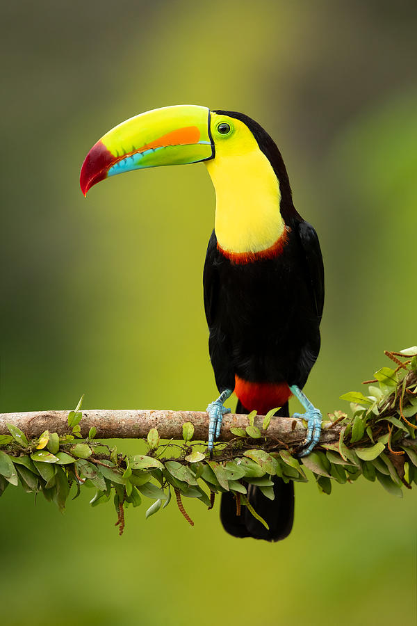 Nature Photograph - Keel-billed Toucan by Milan Zygmunt