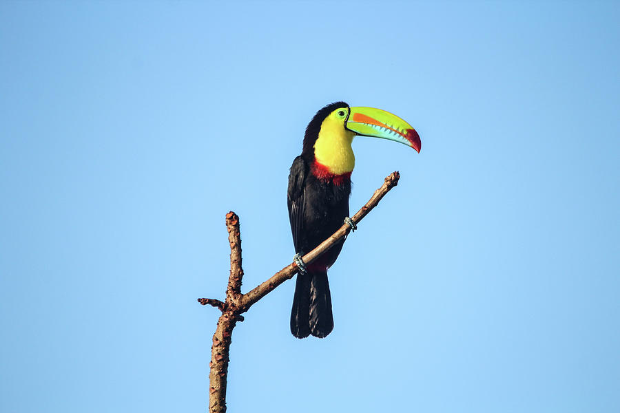 Keel-Billed Toucan Panama Photograph by Marlin and Laura Hum