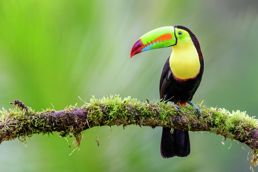 Keel-billed Toucan Perched On Mossy Branch. Boca Tapada by Nick Garbutt ...