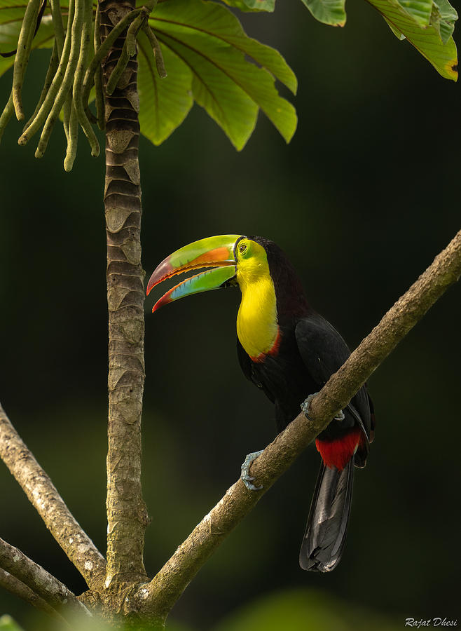 Toucan Photograph - Keel Billed Toucan by Rajat Dhesi