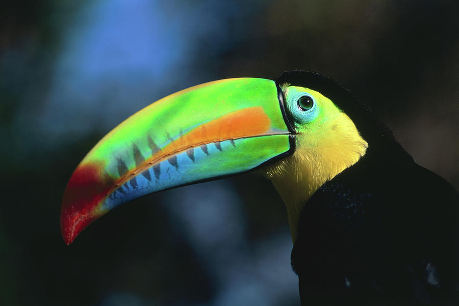 Keel-billed Toucan Ramphastos Photograph by Alfredo Maiquez