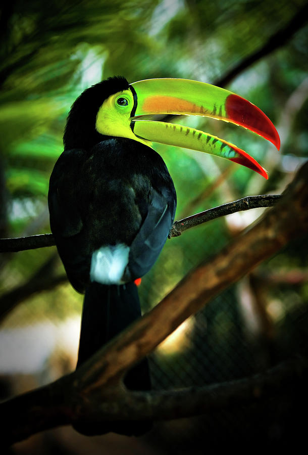 Keel-billed Toucan Photograph by Thepalmer