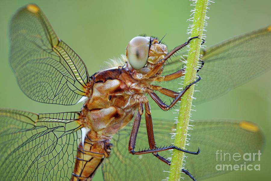 Keeled Skimmer Dragonfly Photograph by Heath Mcdonald/science Photo Library