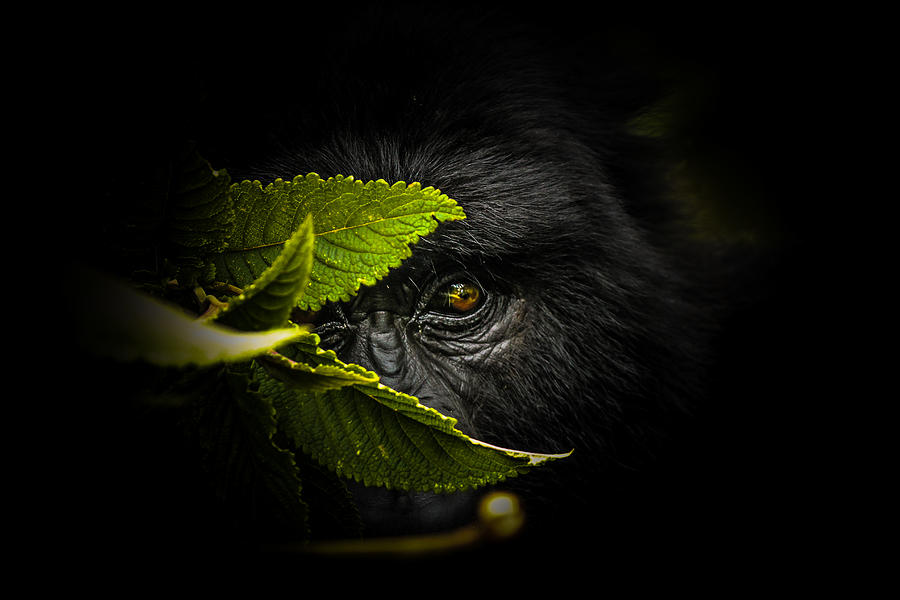 Gorilla Photograph - Keeping Secrets by Manginiphotography
