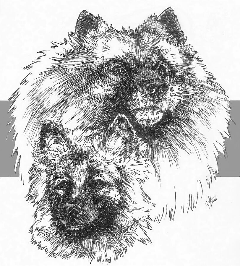 Keeshond and Pup Drawing by Barbara Keith
