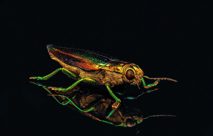 Kei Island Jewel Beetle 2 by Gary Shepard Kei Island Jewel Beetle 2 by Gary Shepard