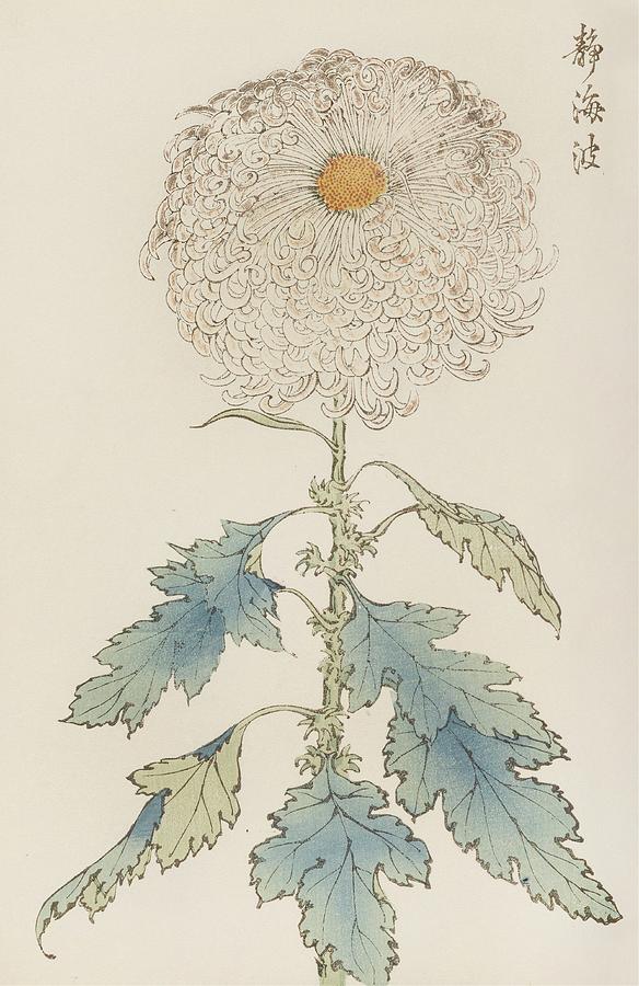 Keika Hyakugiku, Pl.37 Painting by Keika Hasegawa Keika Hyakugiku, Pl.37 Painting by Keika Hasegawa