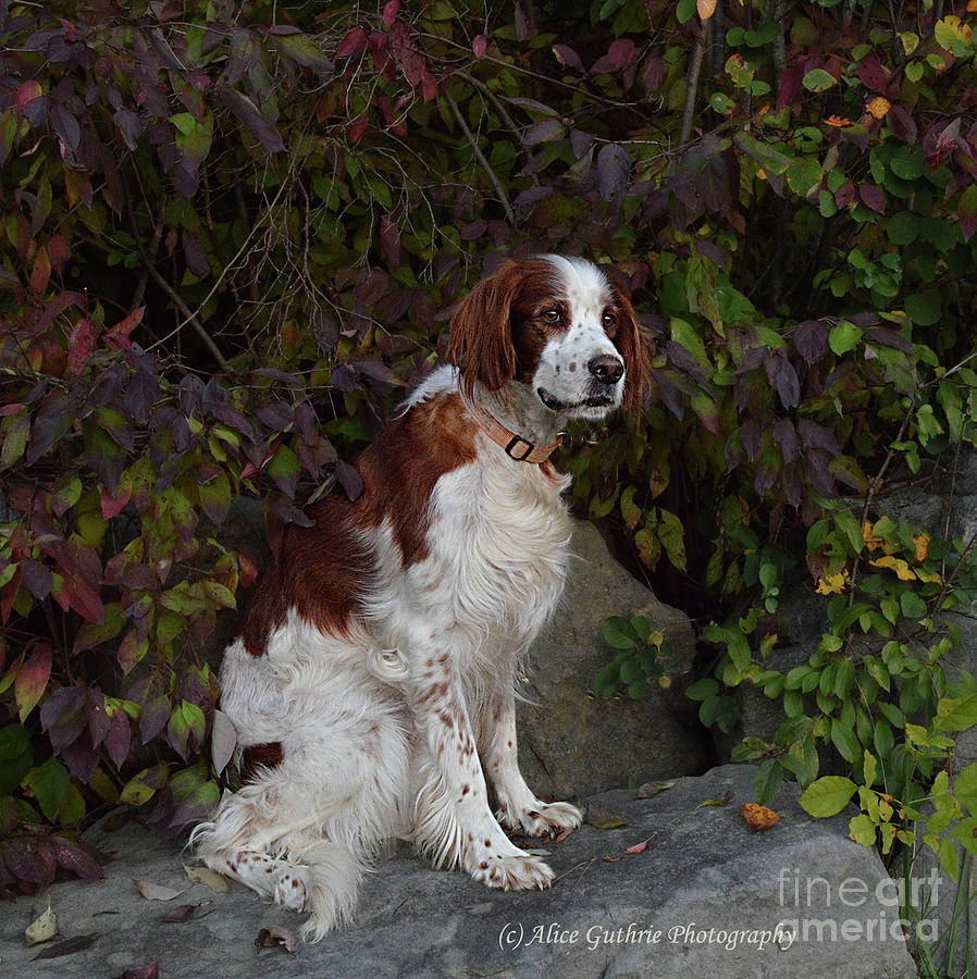 Hunting Dog Photograph - Kelly-Just Watching the World by Alice Guthrie