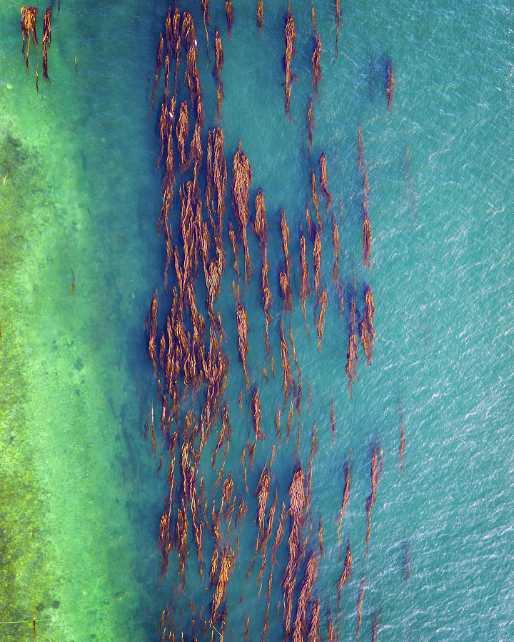 Kelp Forest Photograph