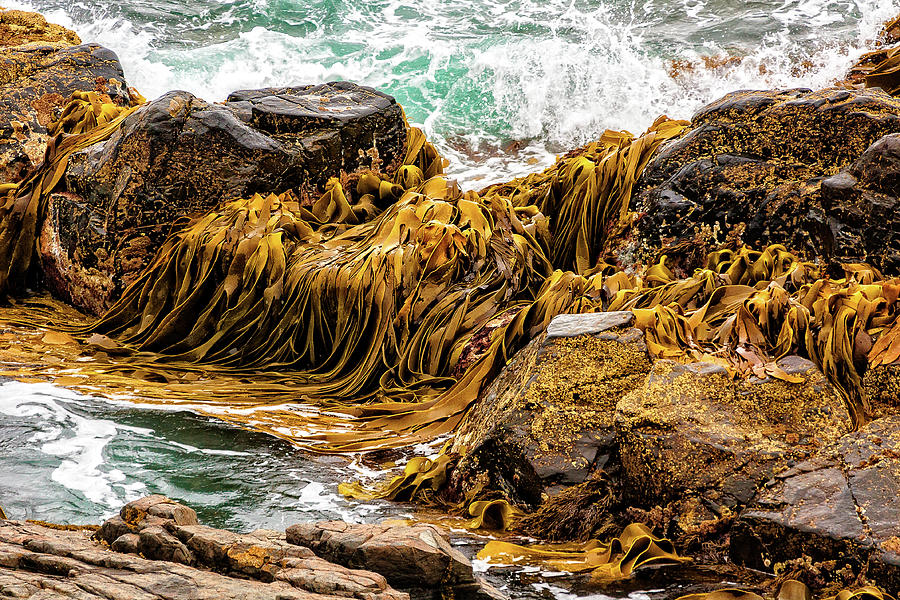 Kelp On Rocks Bluff Southland Photograph By Robert Green Fine Art