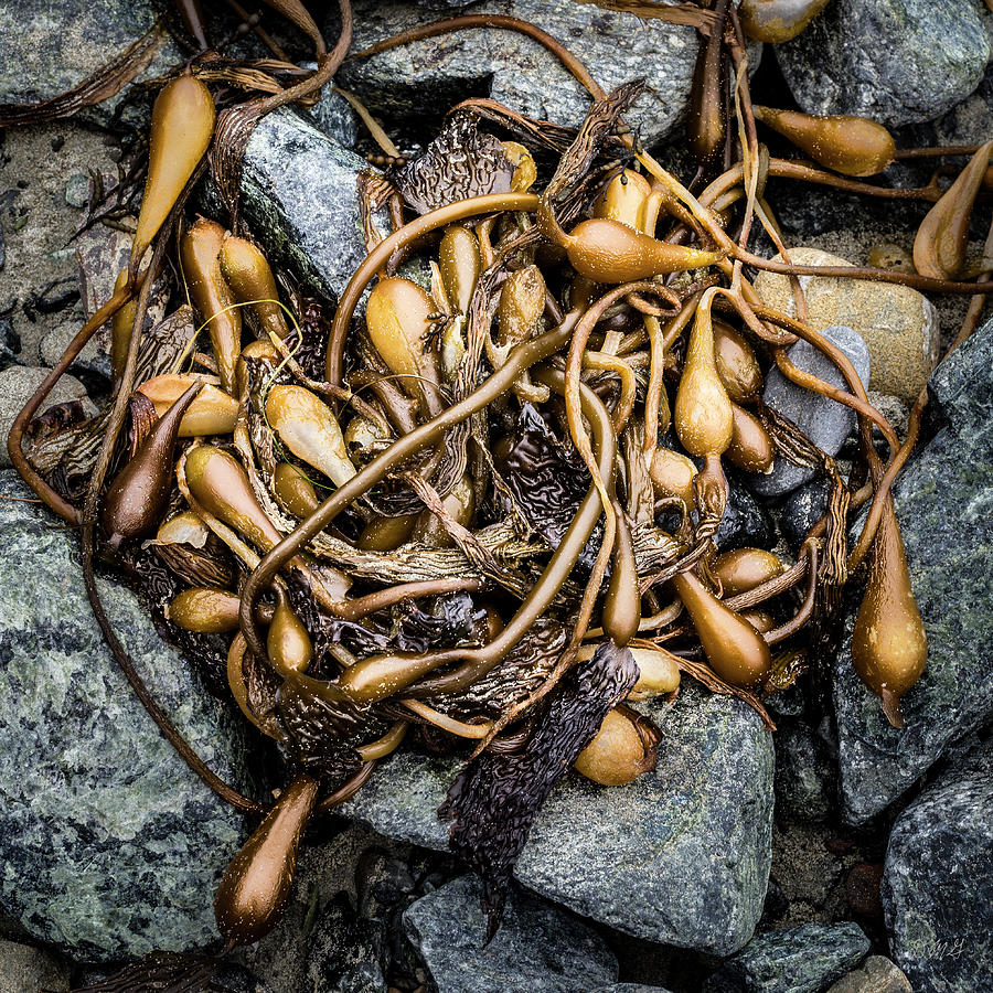Kelp VI Color Photograph by David Gordon