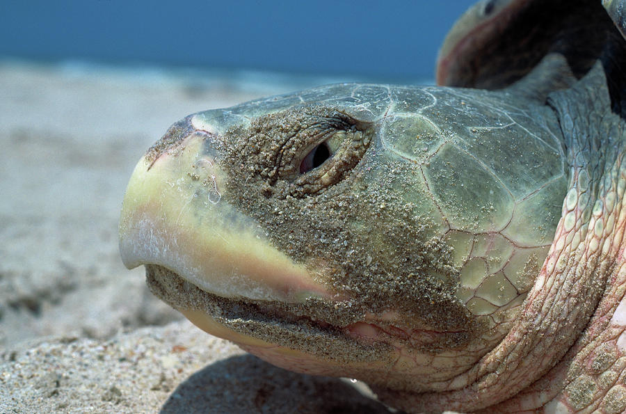 Kemps Ridley Turtle Head Detail Photograph by Nhpa - Fine Art America