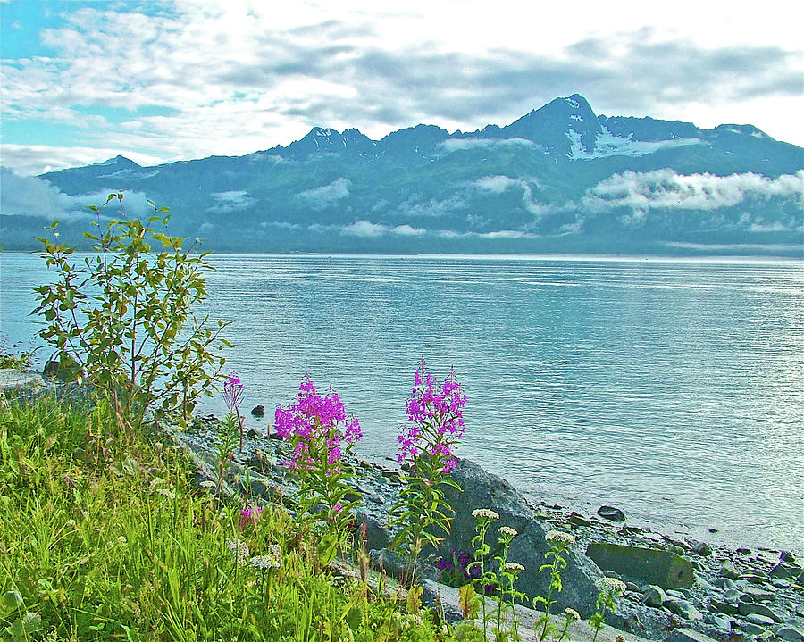 Kenai Mountains and Fireweed on Shore of Resurrection Bay in Seward, Alaska Photograph by Ruth Hager