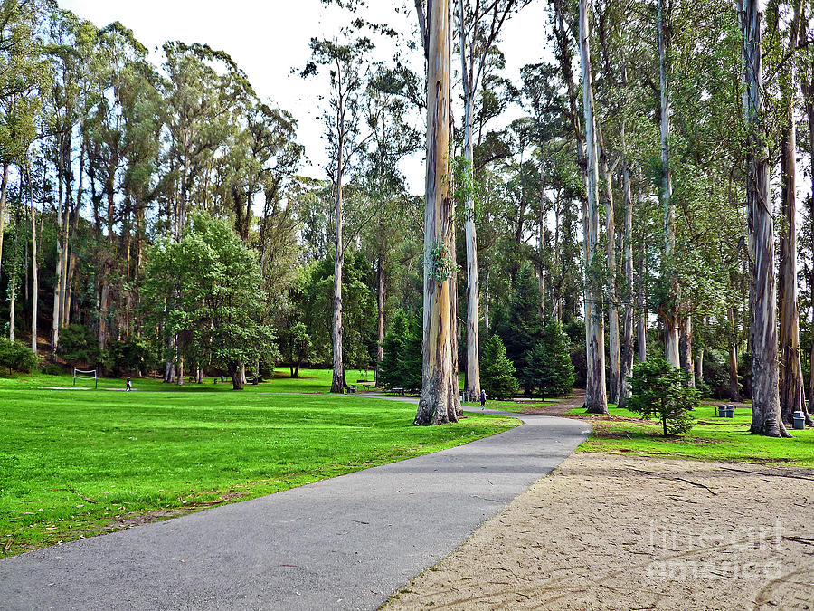 Kennedy Grove El Sobrante, California Photograph by Howard Stapleton ...