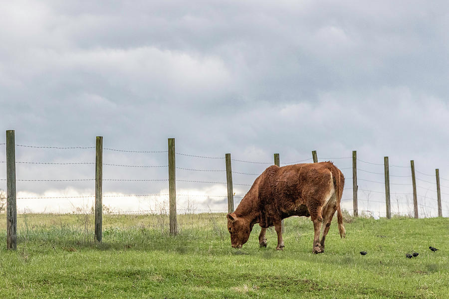 South Bend Photograph - Kentucky Cow  by John McGraw