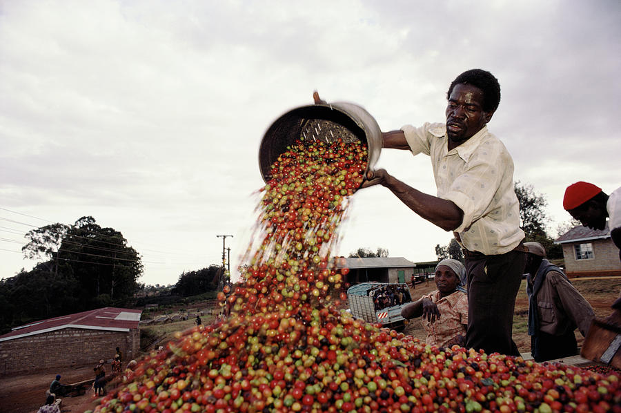Kenya, Coffee Picker Pouring Coffee Photograph by Christopher Pillitz