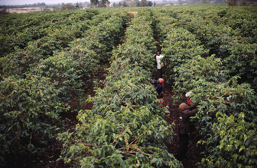 Kenya, Coffee Pickers In Field Photograph by Christopher Pillitz