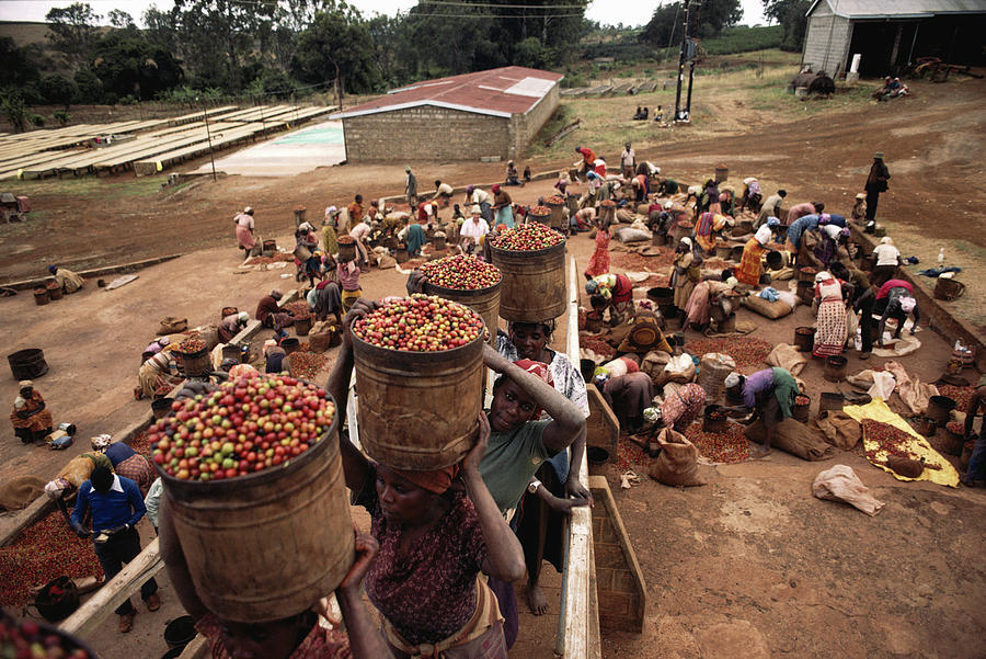 Kenya, Coffee Pickers Sorting And Photograph by Christopher Pillitz
