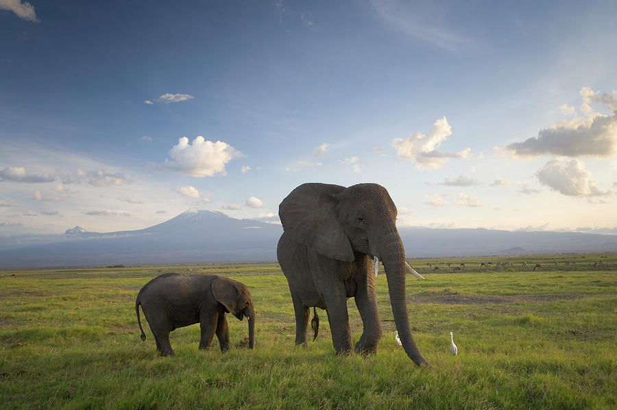 Kenya, Elephant And Infant On Plain Photograph by Peter Adams