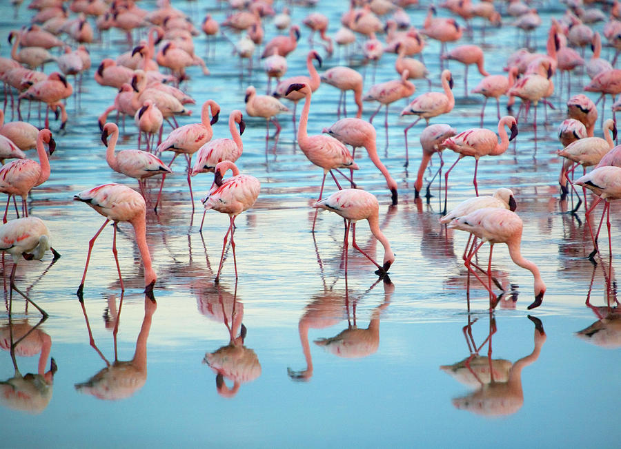 Kenya, Lake Nakaru, Group Of Lesser Photograph by Grant Faint