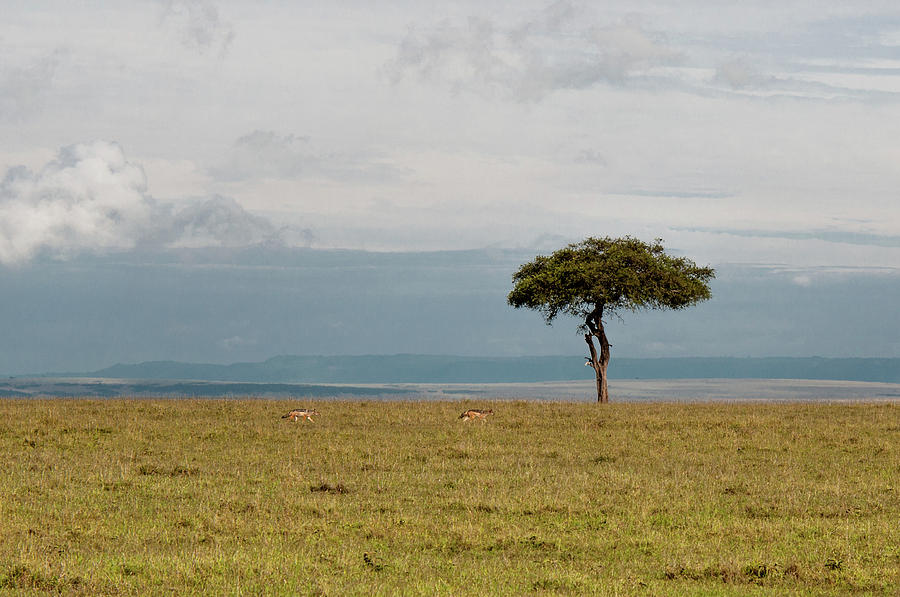 Kenya Maasai Mara Iroko Photograph by Lux Capio Photography