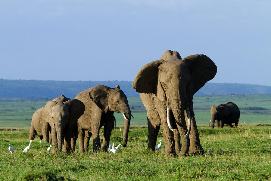 kenya-masai-mara-game-reserve-by-denis-huot-hemis-fr