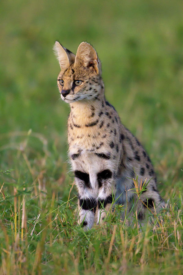 Kenya, Masai Mara Game Reserve, Serval Photograph by Denis-huot / Hemis.fr