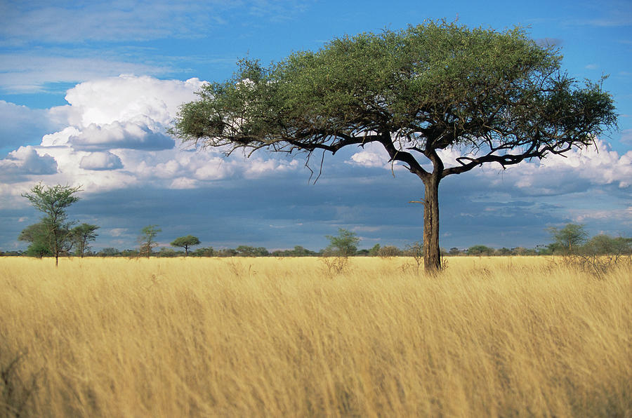 Kenya, Meru Np, Desert Date Tree Photograph by James Warwick