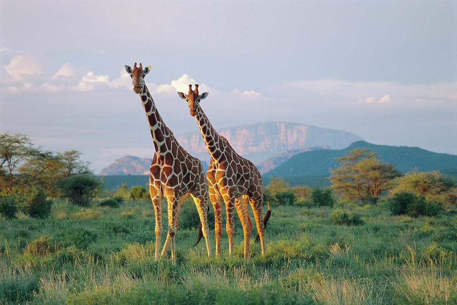Kenya, Reticulated Giraffes In Buffalo Photograph by James Warwick