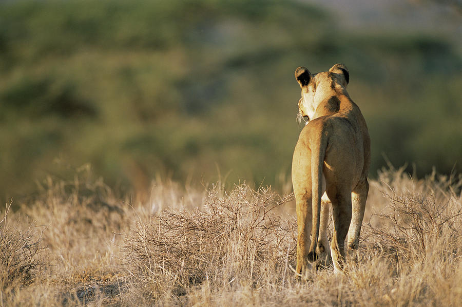 Kenya, Samburu National Reserve Photograph by James Warwick