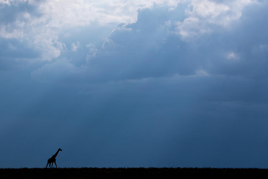 Serengeti National Park Photograph - Kenya, Serengeti, Maasai Mara by Cindy Miller Hopkins