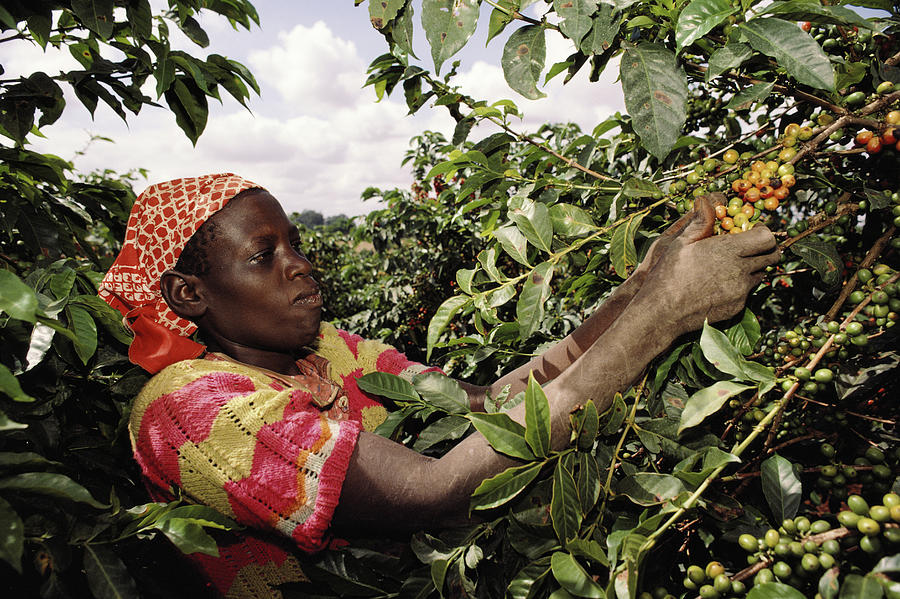 Kenya, Woman Picking Coffee Beans In Photograph by Christopher Pillitz