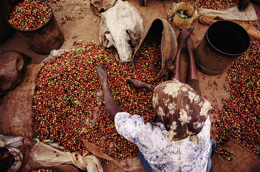 Kenya, Woman Sorting Coffee Beans Photograph by Christopher Pillitz
