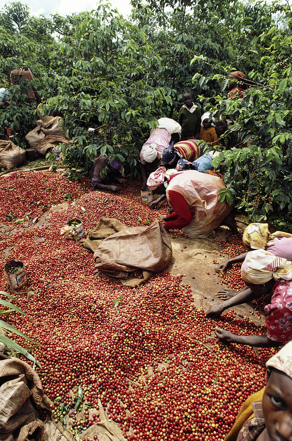 Kenya, Women Picking Coffee Beans Photograph by Christopher Pillitz